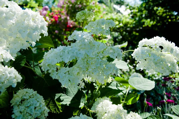 Hydrangea Flowers Wedding Element Floral Design White Hydrangea Flower Blooms — Stock Photo, Image