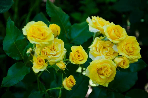 Sárga Rózsa Szín Bimbó Nyitott Virág Gyönyörű Sárga Rózsa Bokor — Stock Fotó