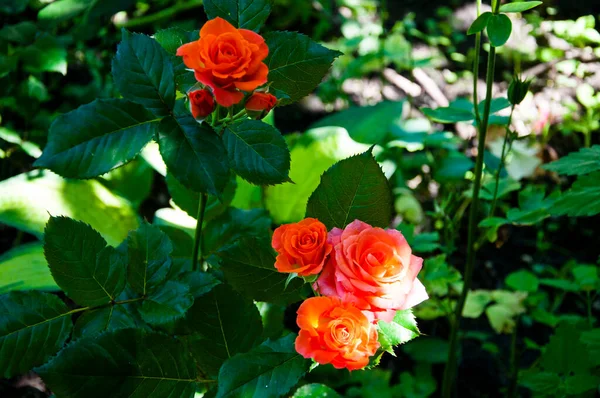 Jardín Rosas Rosal Naranja Hermosas Rosas Frescas Naturaleza Rosas Naranja — Foto de Stock