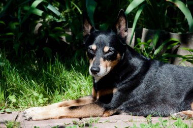 Güzel köpek güneşte rahatlar. Uykulu yorgun köpek yavrusu. Siyah kerpeten cinsi. Hayvan doktoru arıyor. veteriner hastanesi. Yazın köpek dışarıda yatar..