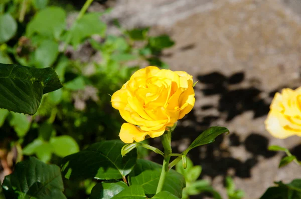 Gelbe Rosenblüte Wunderschöne Blühende Japanische Ringelblumenbüsche Schöner Strauch Gelber Rosen — Stockfoto