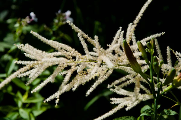 Φυτό Λουλουδιών Tamarix Ανθισμένα Tamarix Στον Καλοκαιρινό Κήπο Ανθισμένα Κλαδιά — Φωτογραφία Αρχείου