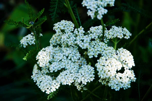 Flores Blancas Milenrama Común Hierba Silvestre Medicinal Yarrow Concepto Plantas —  Fotos de Stock