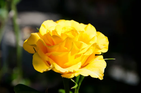 Gelbe Rosenblüte Schöne Blume Der Rose — Stockfoto