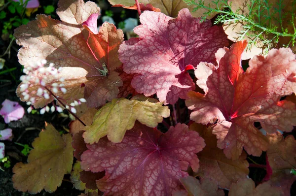 Det Geyhera Vackra Geyhera Växter Naturlig Bakgrund Ljusa Maroon Höstlöv — Stockfoto