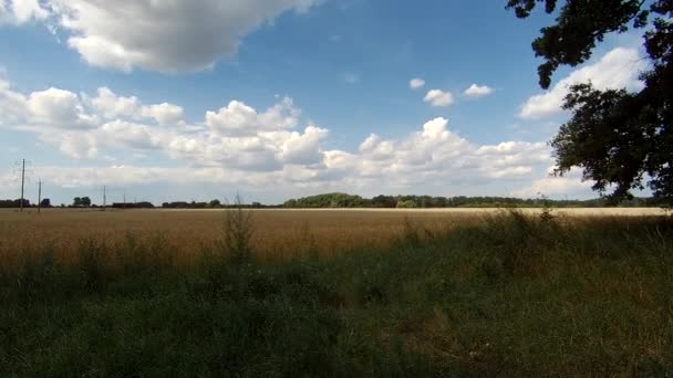 Des Épis Blé Dorés Sur Champ Champ Blé Vue Tir — Video