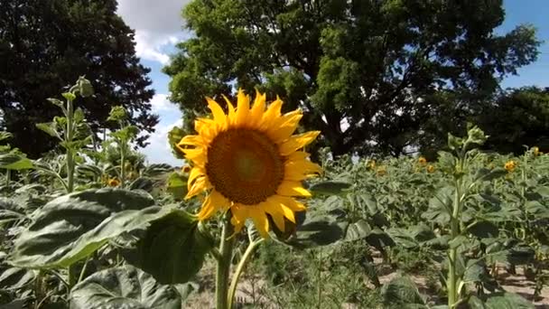 Zonnebloem Het Veld Zomervakantie Oogst Seizoensgebonden Schoonheid — Stockvideo