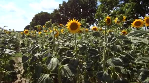 Прогулянки Квітами Соняшнику Полі Літня Краса Природи Відпустка Відпустка — стокове відео