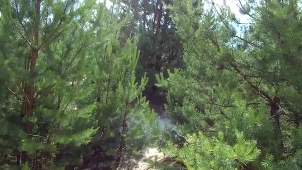 Moviéndose Través Del Bosque Coníferas Pinos Abeto Escocés Pinería Hoja — Vídeo de stock