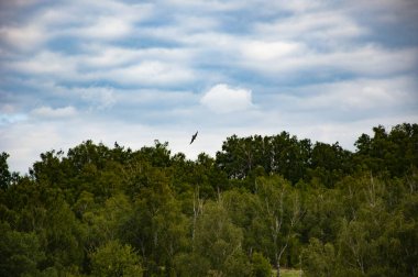 Bulutlu gökyüzü olan doğa ormanı. Yeşil orman ormanı manzarası. Karışık ormanın doğası. Manzaranın doğası. Ormanın manzaralı manzarası. Ormanlı tepe manzarası. Vahşi yaşam kuşu.