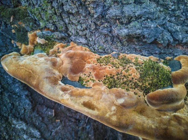 Champiñón Silvestre Naranja Árbol Grande — Foto de Stock