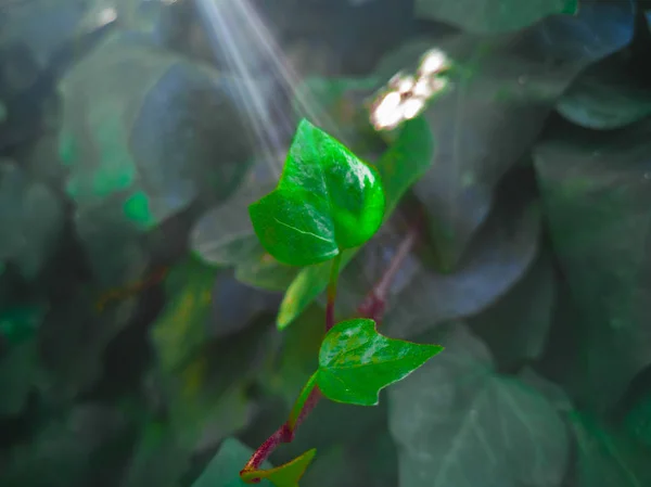 Hedera Hélice Planta Creciendo Gran Árbol —  Fotos de Stock