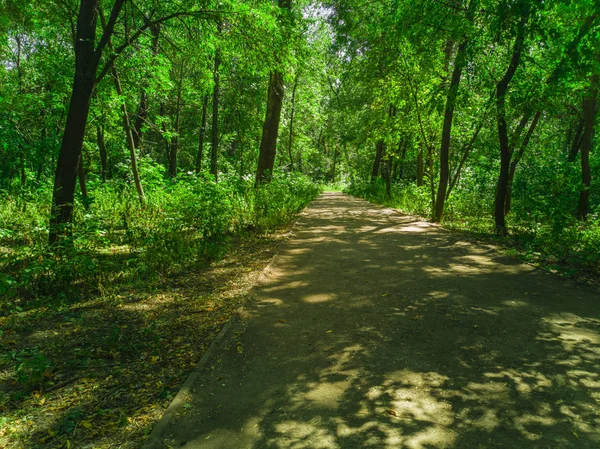 Path way in beautiful forest. Zaporozhye, Ukraine, 23 August 2018.