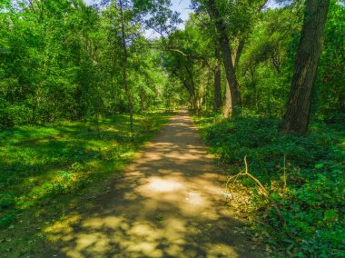Güzel orman yolu şekilde. Zaporozhye, Ukrayna, 23 Ağustos 2018.