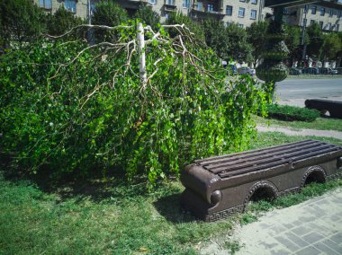 Minotaur ağlayan söğüt ağacı. Zaporozhye, Ukrayna, 24 Ağustos 2018.