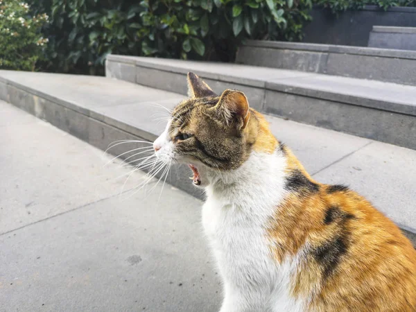 Kedi esneme. Merdivenlerde güzel kükreyen kedi.