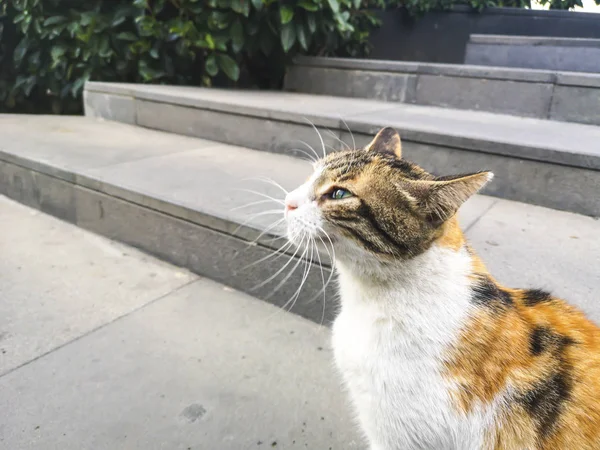 Gato Branco Alaranjado Frente Das Escadas Setembro 2018 — Fotografia de Stock