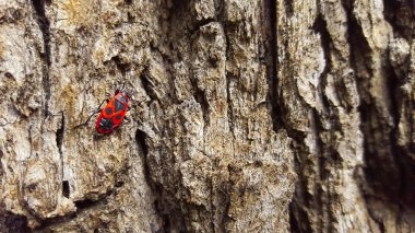 Ateş böceği oturum.