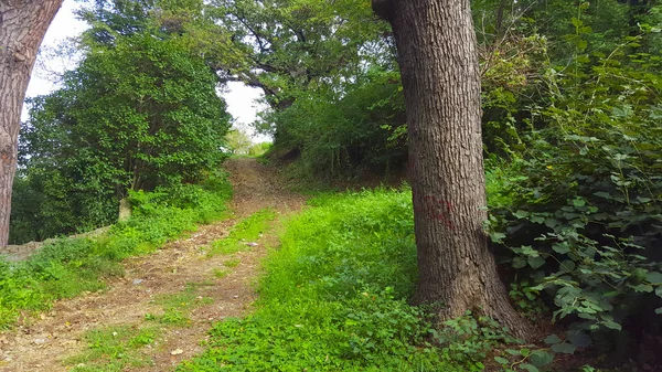 Güzel orman yolu şekilde. 10 Ekim 2015.