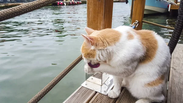 Katze Leckt Ihre Pfote Flussnähe Oktober 2015 — Stockfoto