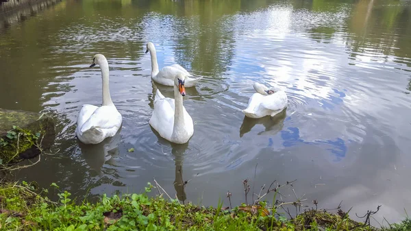White Swans Pond Ataturk Arboretum Istanbul Turkey October 2015 — Stock Photo, Image