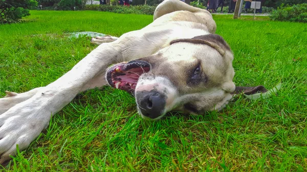 Köpek çimenlerde uzanarak. 25 Ekim 2015.