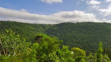 Güzel ağaçlar ile orman. 03 Ekim 2015.