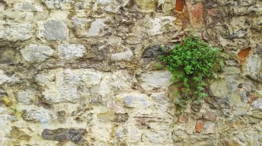 Taş duvar ile ön planda büyüyen çiçek bitki. Istanbul, Türkiye - 17 Ekim 2015.