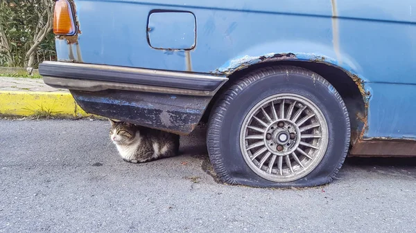 Gato Mirando Recto Delante Rueda Estambul Turquía Enero 2016 — Foto de Stock