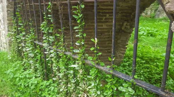 Железные ворота, завернутые в растения . — стоковое фото
