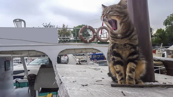Cat Yawning October 2015 — Stock Photo, Image