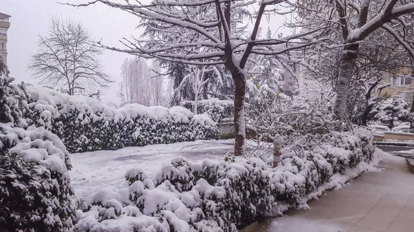 Ağaç ve kışın bina. Istanbul, Türkiye - 18 Ocak 2016.