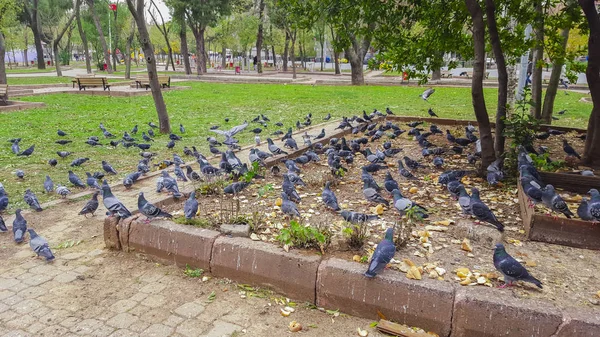 公園で鳩のグループ イスタンブール トルコ 2015 — ストック写真