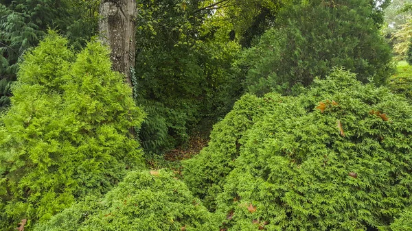 Forêt Avec Beaux Arbres Istanbul Turquie Octobre 2015 — Photo