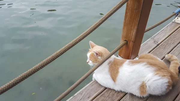 Şirin turuncu-beyaz kedi görünümlü uzak sahil parkında oturan. 17 Ekim 2015.