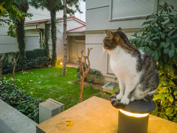 Gato Sentado Cordero Mirando Recto Octubre 2018 — Foto de Stock