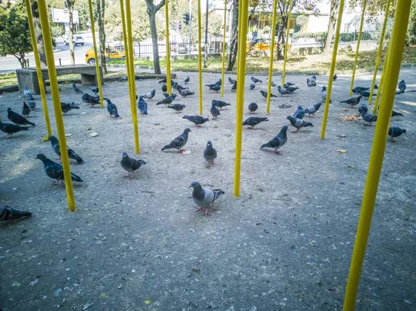 공원에서 비둘기의 그룹입니다 2018 이스탄불 — 스톡 사진