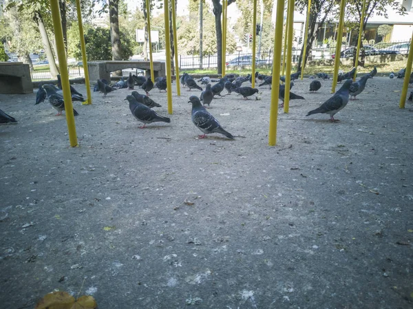 Groupe de pigeons dans le parc . — Photo