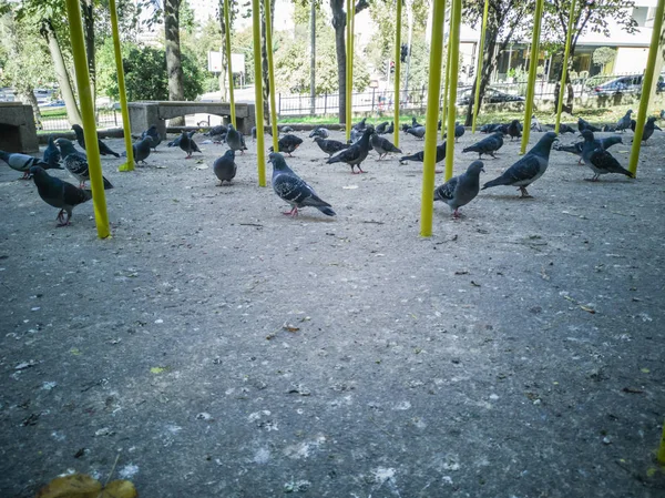 Grupo de pombos no parque . — Fotografia de Stock