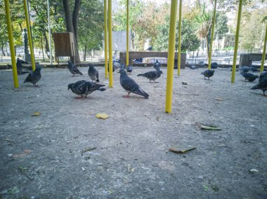 Güvercin Park grubu.