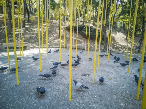 Güvercin Park grubu.
