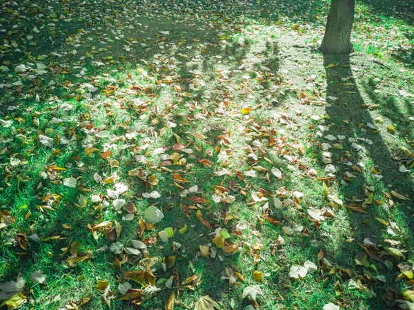 Листья на зеленой траве . — стоковое фото