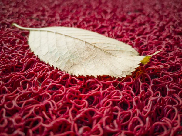 Hoja amarilla sobre fondo rojo . —  Fotos de Stock