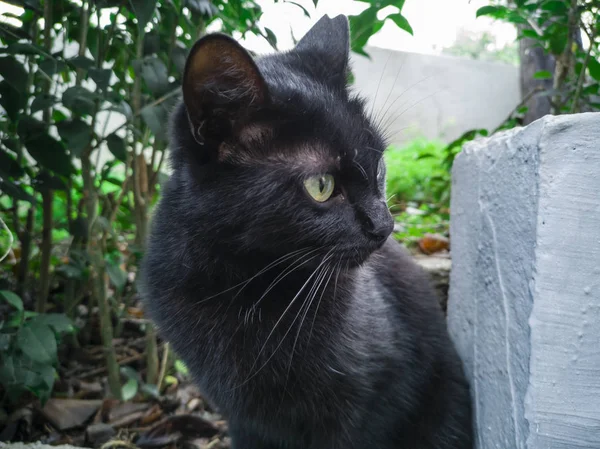 Gato negro sentado en la pared y mirando recto . — Foto de Stock