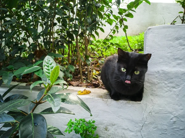 Gato negro sentado en la pared y mirando recto . — Foto de Stock