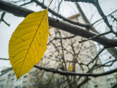 Bulanık çimen arkaplanındaki sarı yaprak, ayrıntıları kapat.