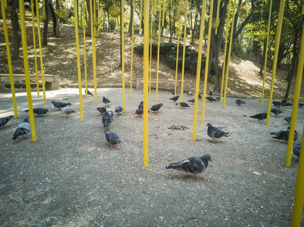 公園で鳩のグループ. — ストック写真