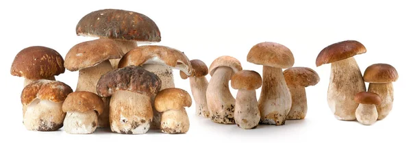 Mantar, ayrı ayrı, beyaz, taze, sebze, sağlıklı ve mantar. Pilze, Lebensmittel einzeln, wei, frisch, Gemse, gesund Pilz auf weiem Hintergrund