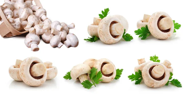 Mushrooms, food individually, white, fresh, vegetables, healthy and mushroom on a white background.Pilze, Lebensmittel einzeln, wei, frisch, Gemse, gesund und Pilz auf weiem Hintergrund