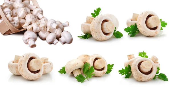 Mantar, ayrı ayrı, beyaz, taze, sebze, sağlıklı ve mantar. Pilze, Lebensmittel einzeln, wei, frisch, Gemse, gesund Pilz auf weiem Hintergrund